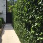 Hedera hibernica, snel een prachtige afscheiding